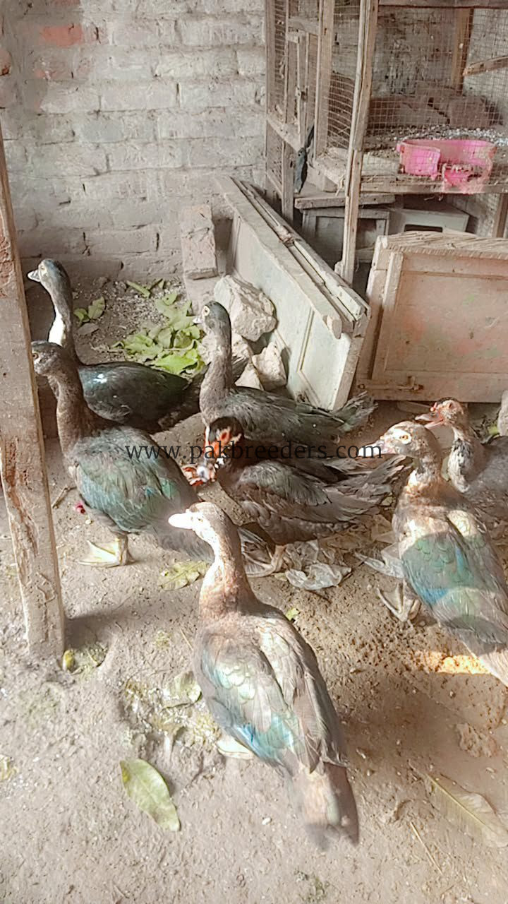 Muscovy ducks urgent sale 6 female 2 make