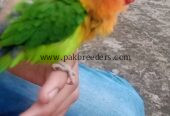 Love Bird 100% Hand Tame