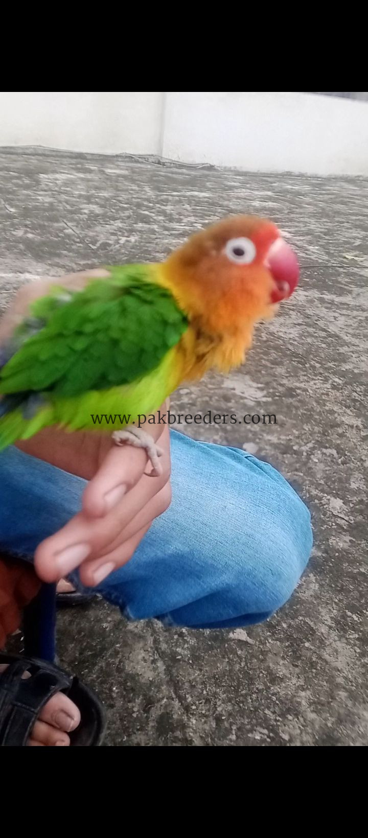 Love Bird 100% Hand Tame