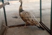 Peacock Female Available for sale
