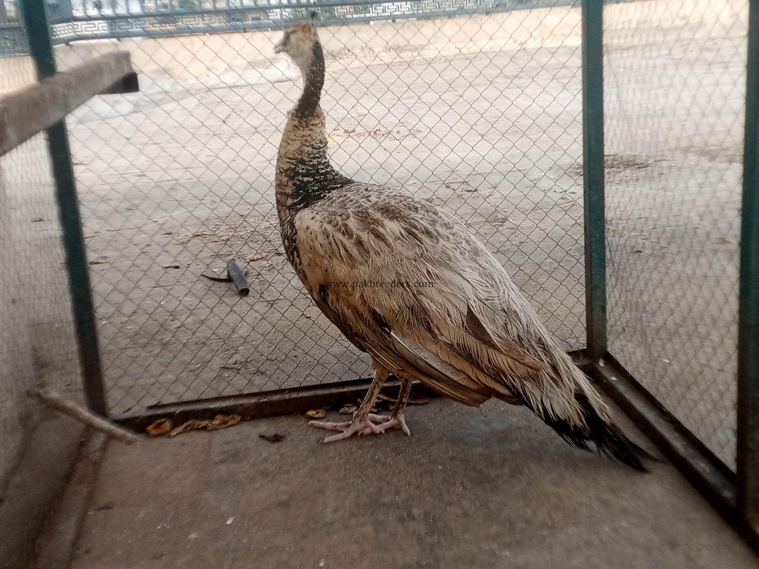 Peacock Female Available for sale