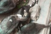 Muscovy ducks urgent sale 6 female 2 make