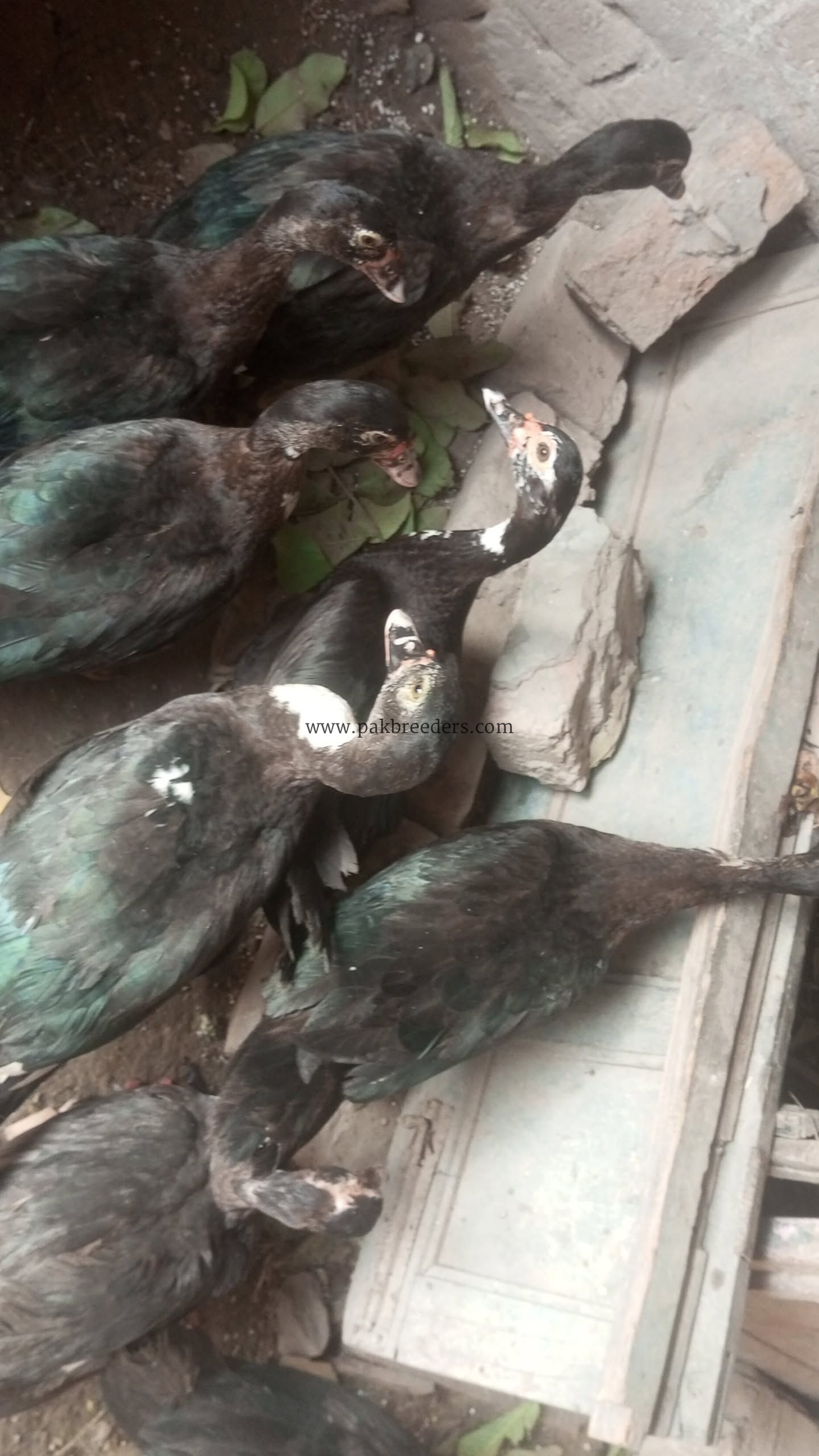 Muscovy ducks urgent sale 6 female 2 make
