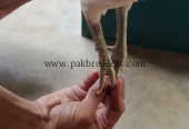High quality herra pair