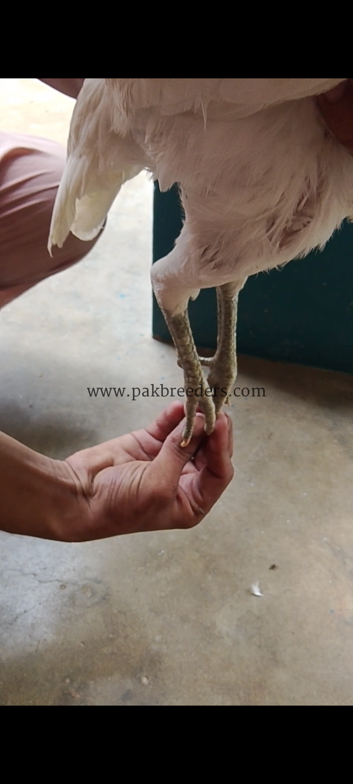 High quality herra pair