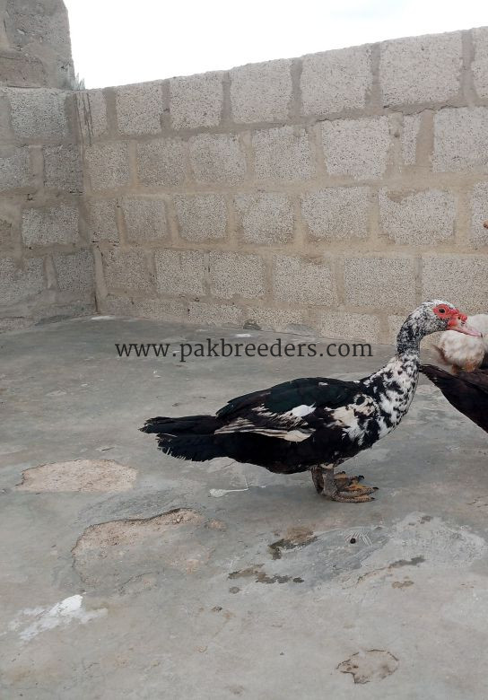 Mascovy white duck Desi pair