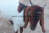 Male Goat/ Breed Cross