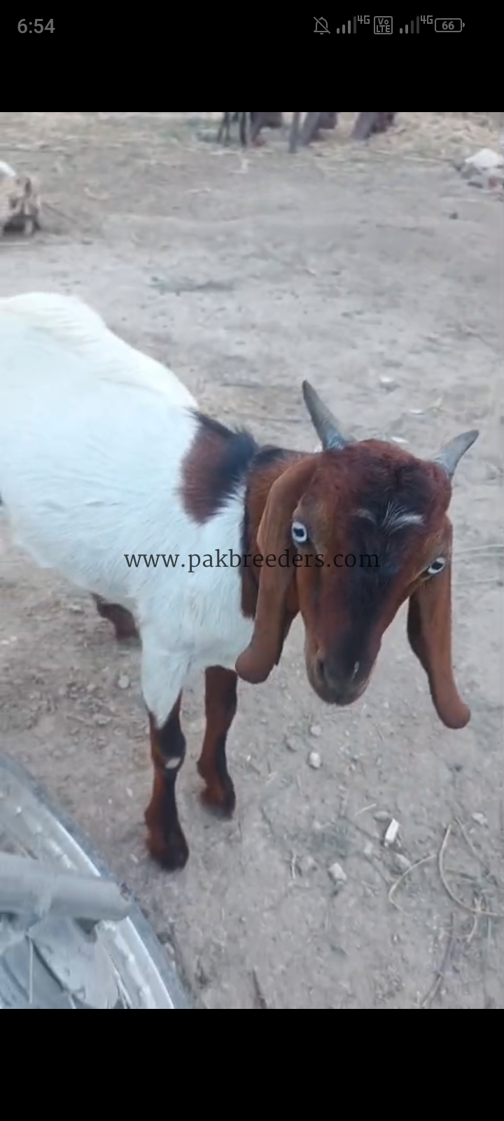 Male Goat/ Breed Cross