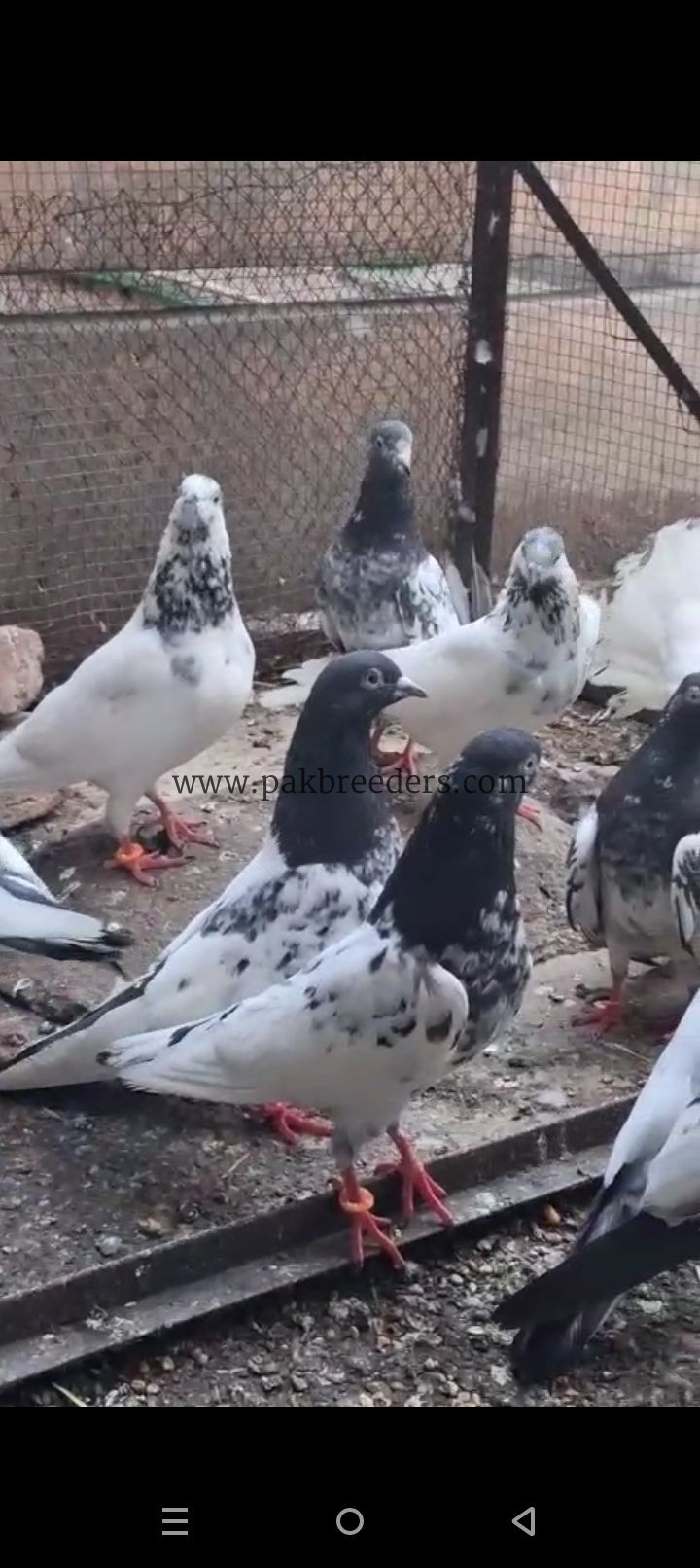 Ferozpuri teddy Ali waly 35 waly