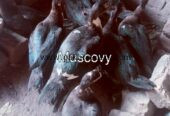 Muscovy ducks urgent sale 6 female 2 make