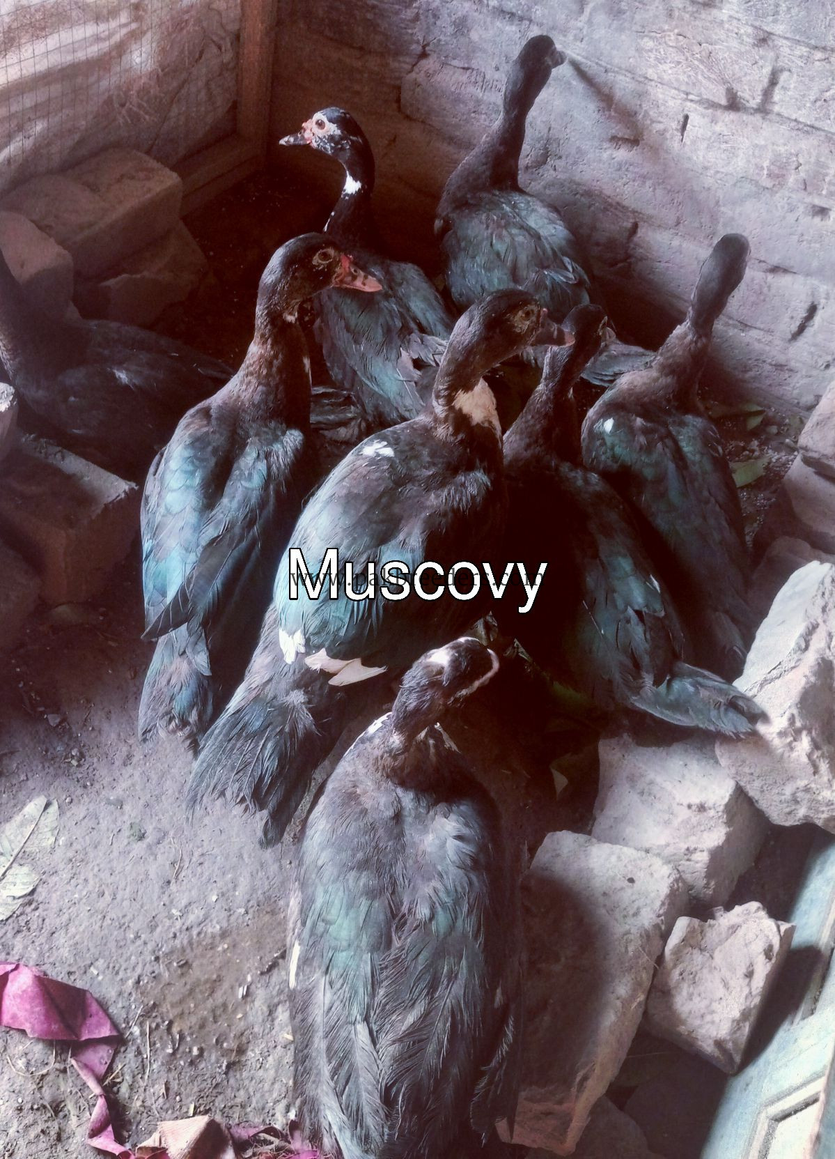 Muscovy ducks urgent sale 6 female 2 make