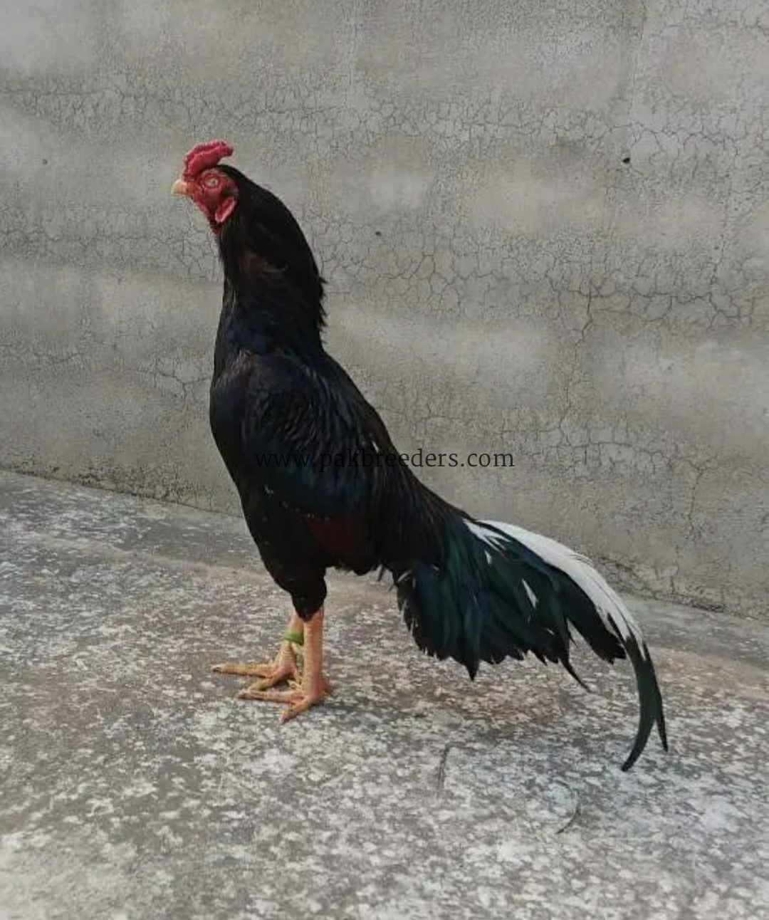 Taila Mushka Aseel Murgha