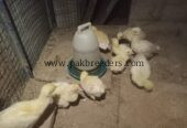 Peacock chicks for sale