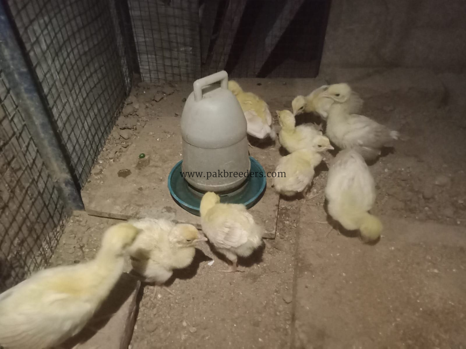 Peacock chicks for sale