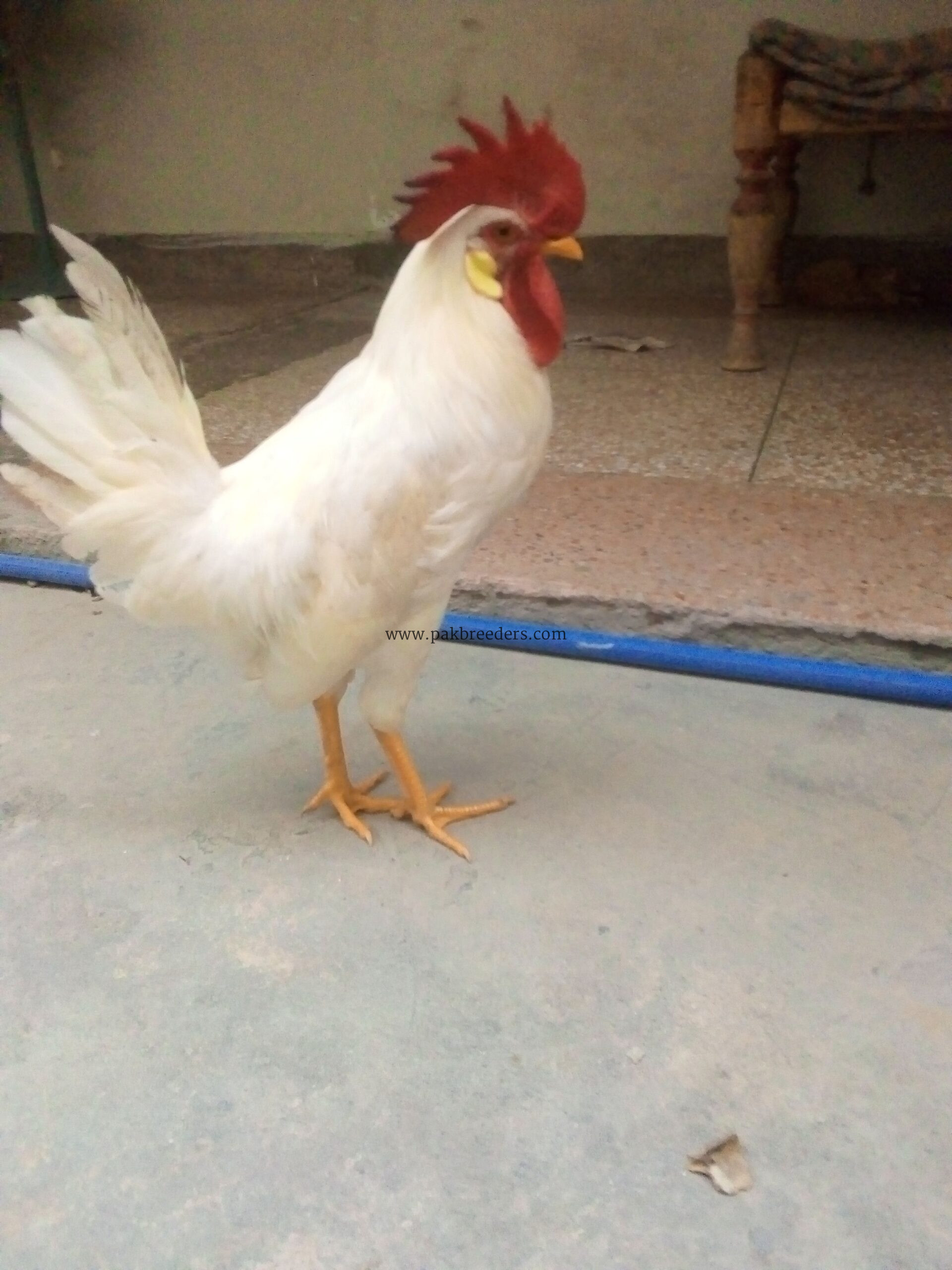 Murga for sale,I LOVE IT.