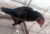 Muskha Aseel Female For sale