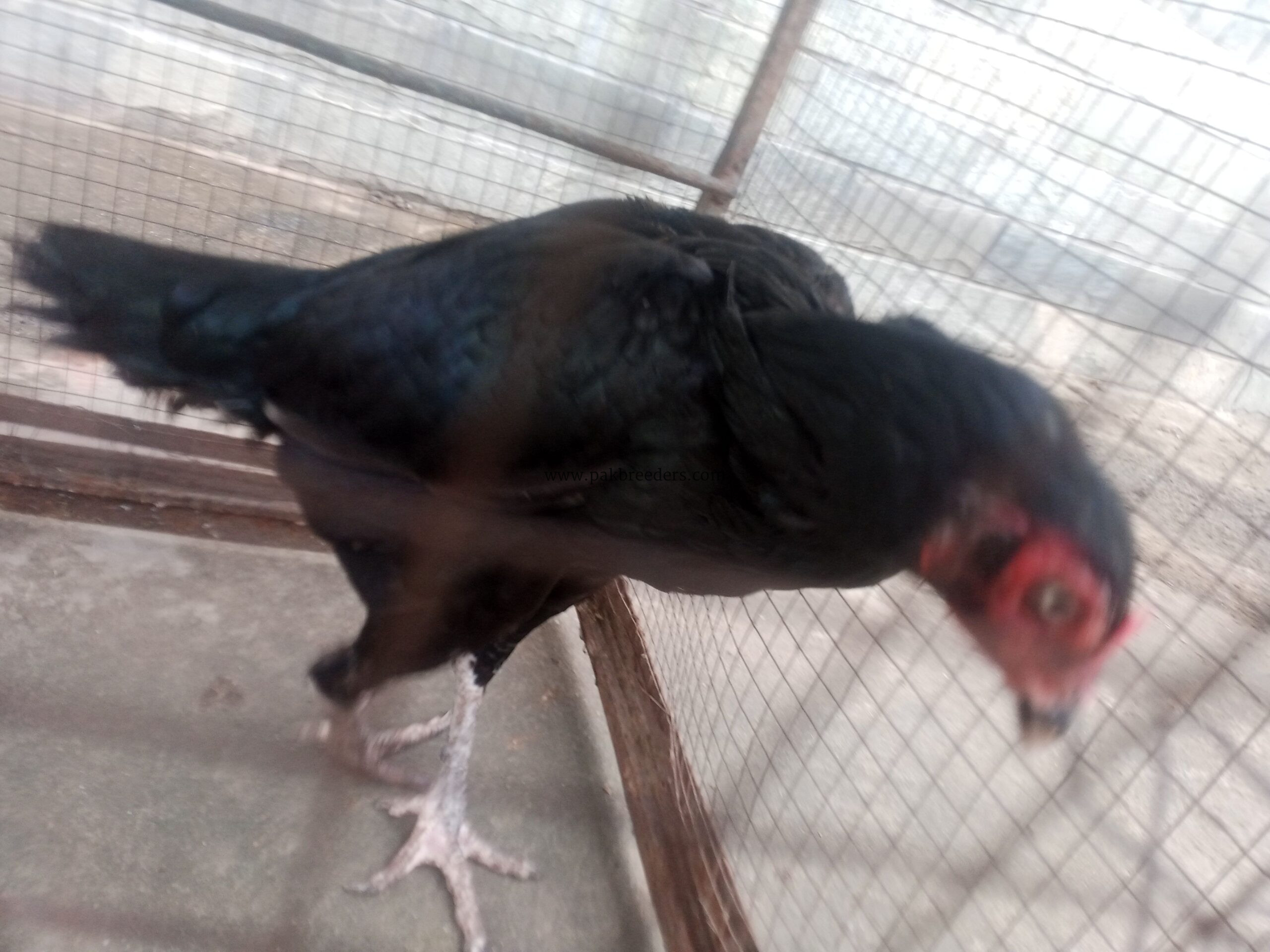 Muskha Aseel Female For sale