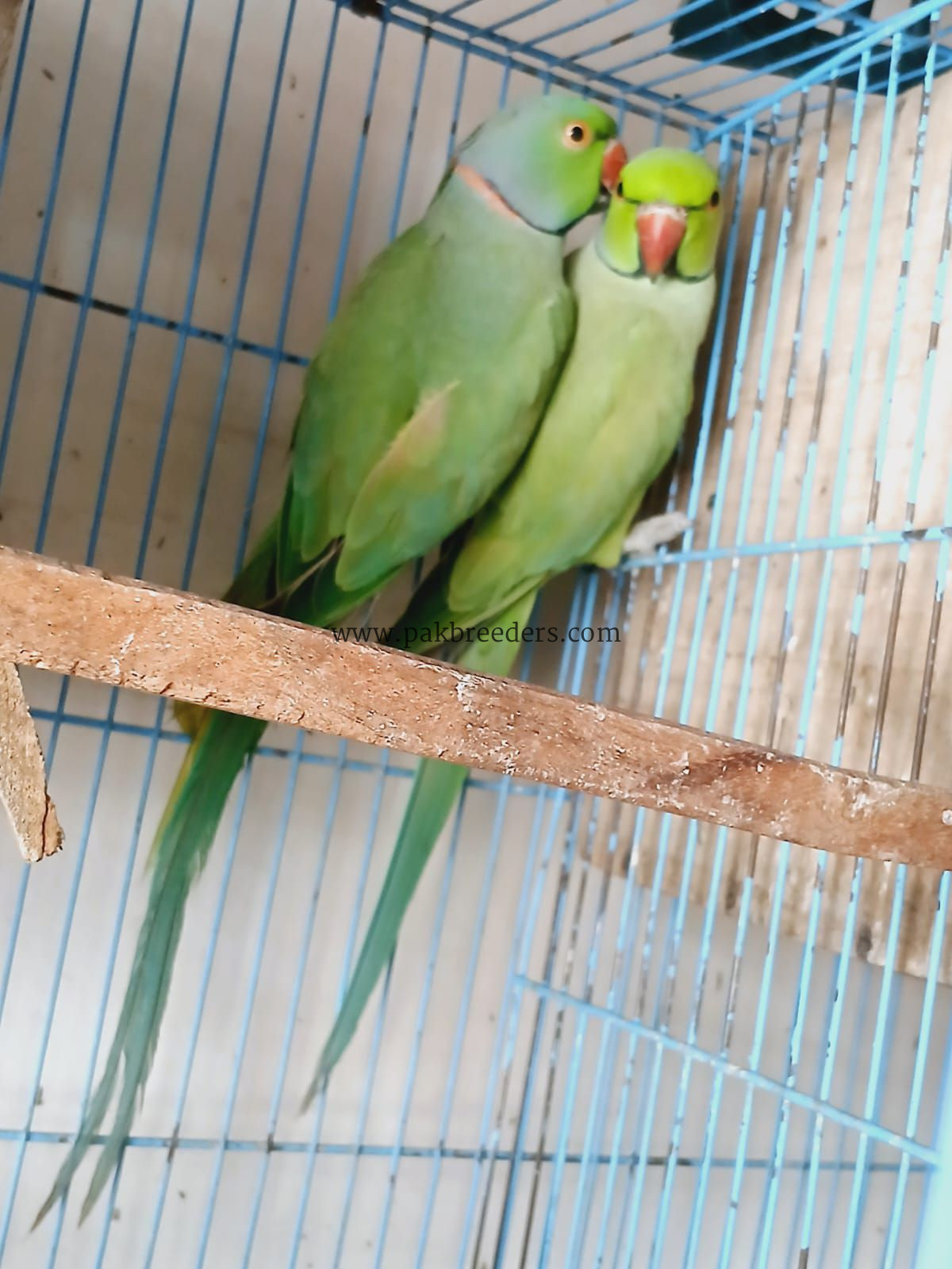 Ringneck breeder pair