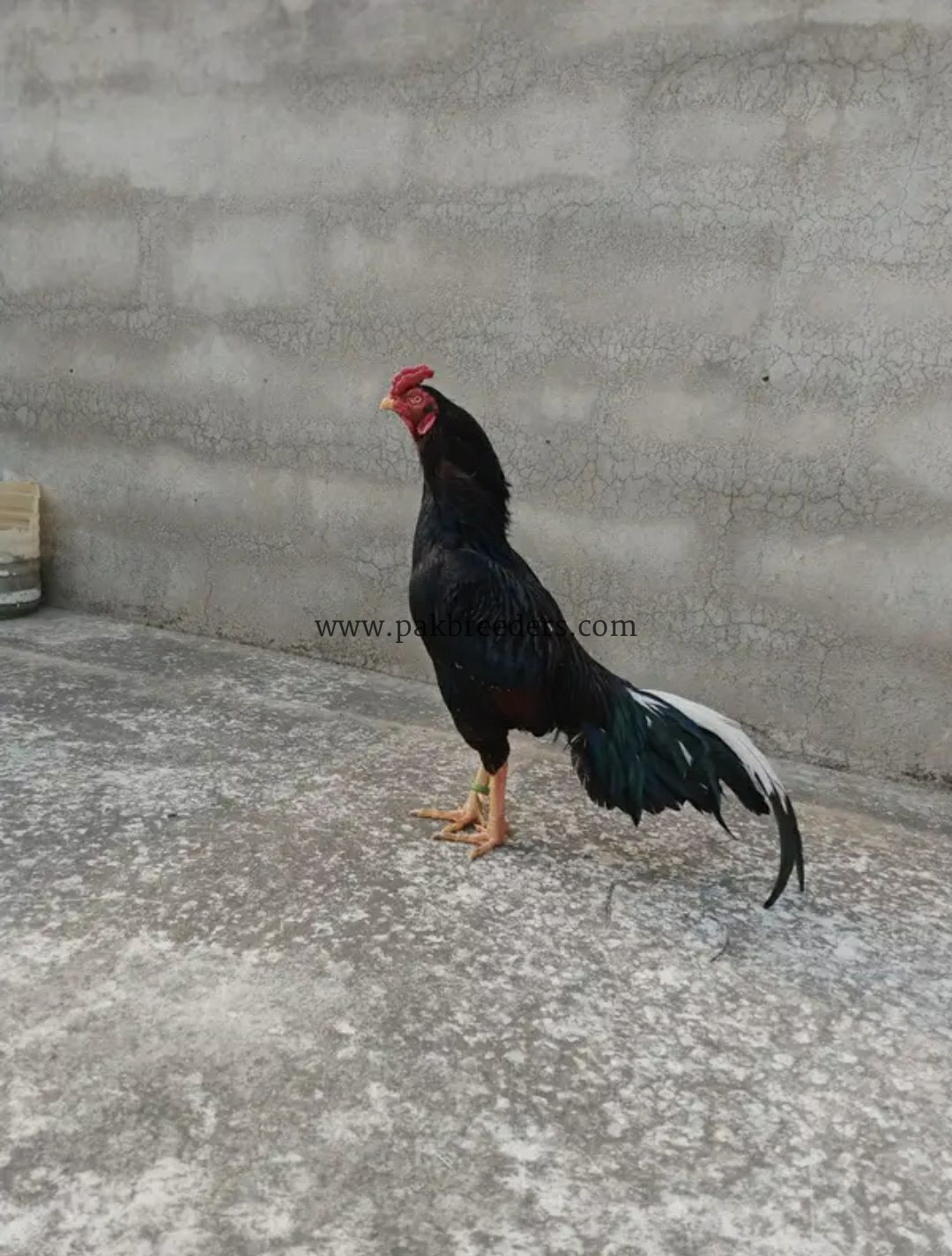 Taila Mushka Aseel Murgha