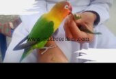 Love Bird Hand Tame 100% Friendly.