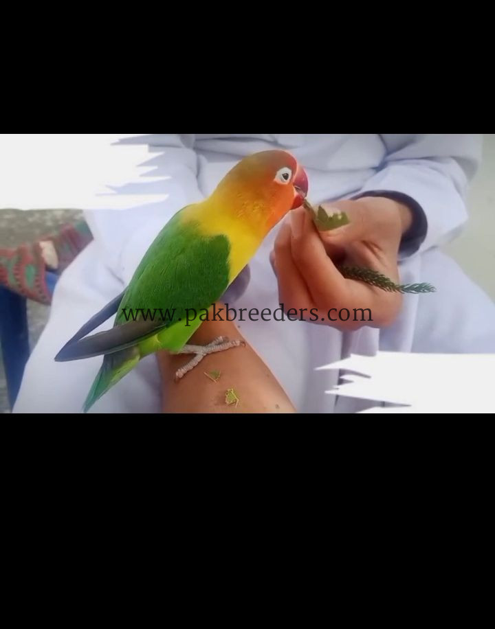 Love Bird Hand Tame 100% Friendly.
