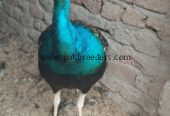 Black shoulder peacock