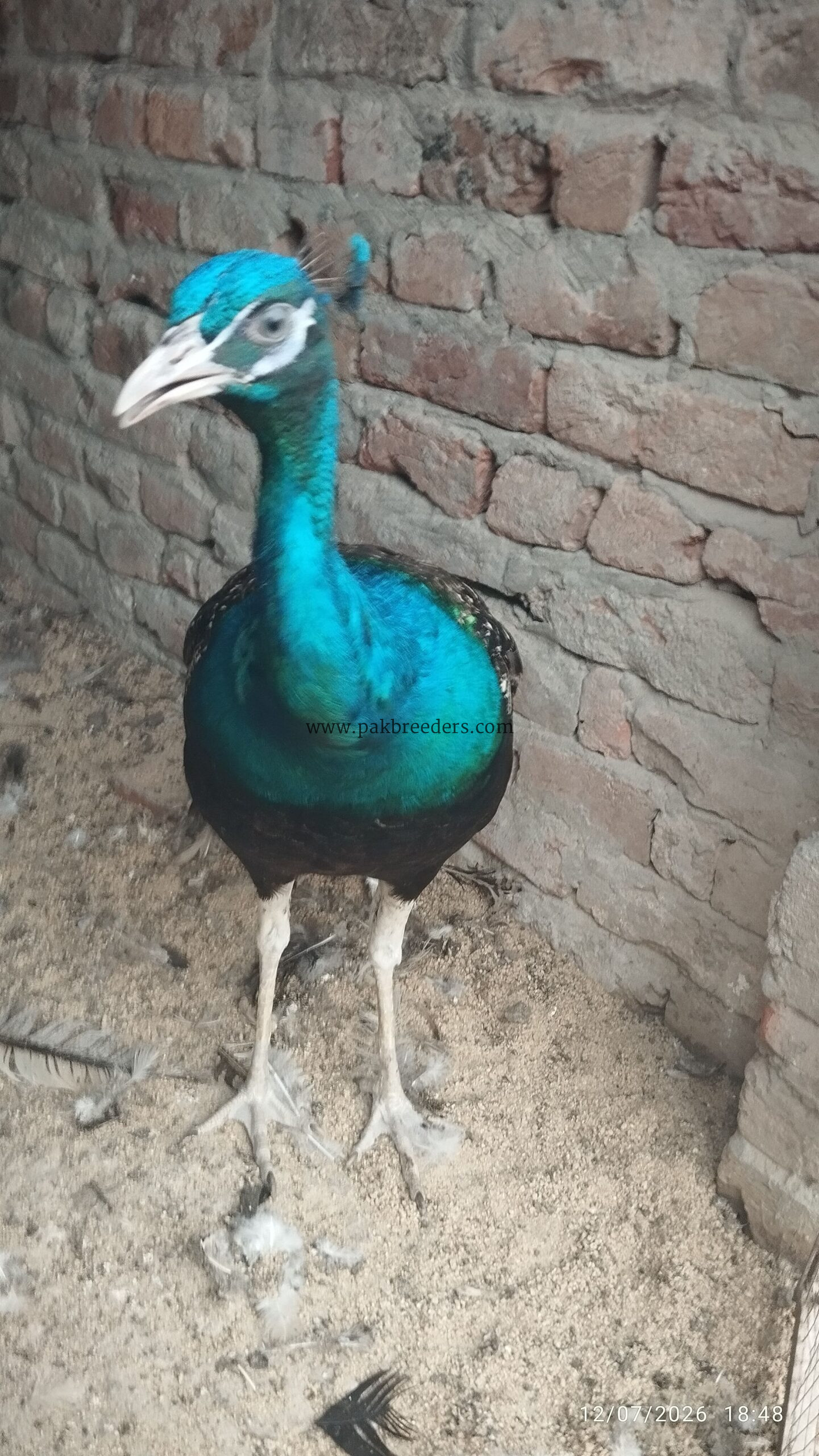 Black shoulder peacock