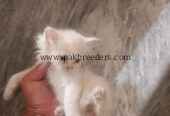 Kitten for sale in sargodha