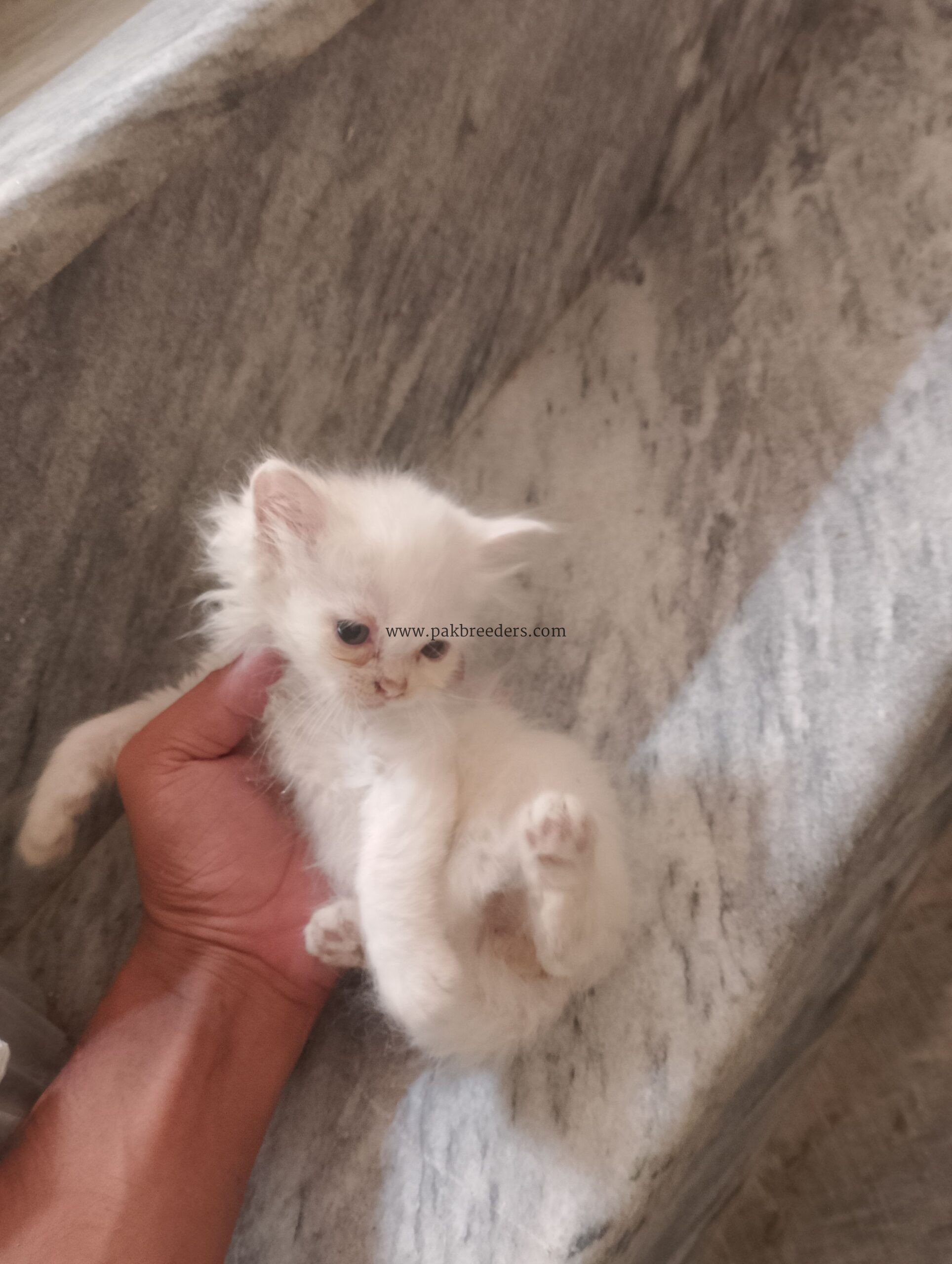 Kitten for sale in sargodha