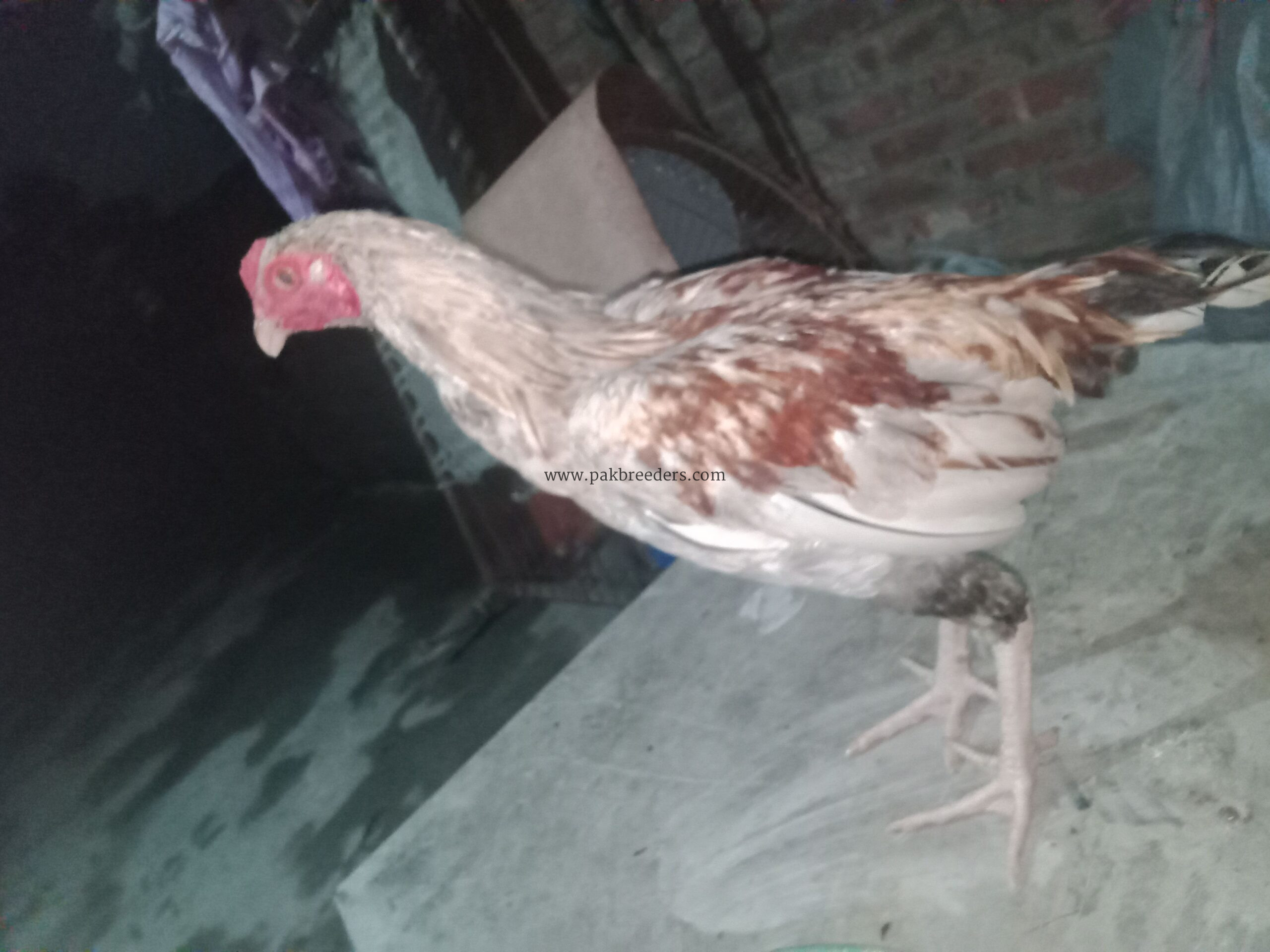 Aseel breed roster .