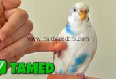 Budgie Parrot 100% Hand Tame
