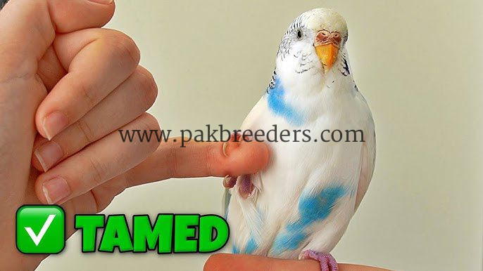 Budgie Parrot 100% Hand Tame