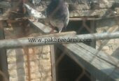 locations pabbi nowshehra