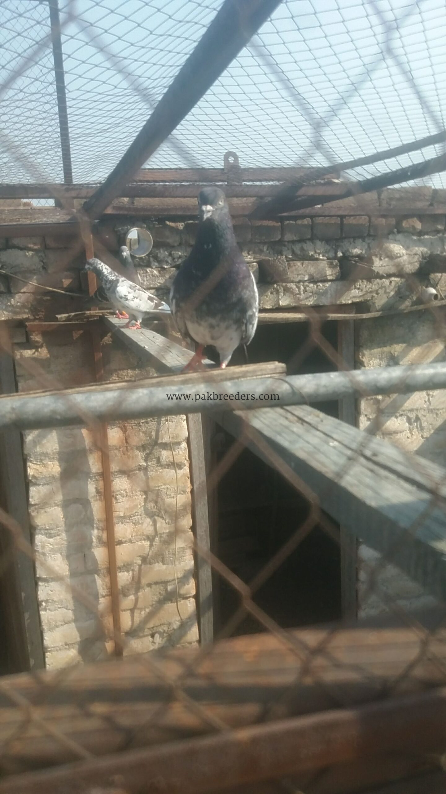 locations pabbi nowshehra
