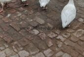 Big duck egg wali duck