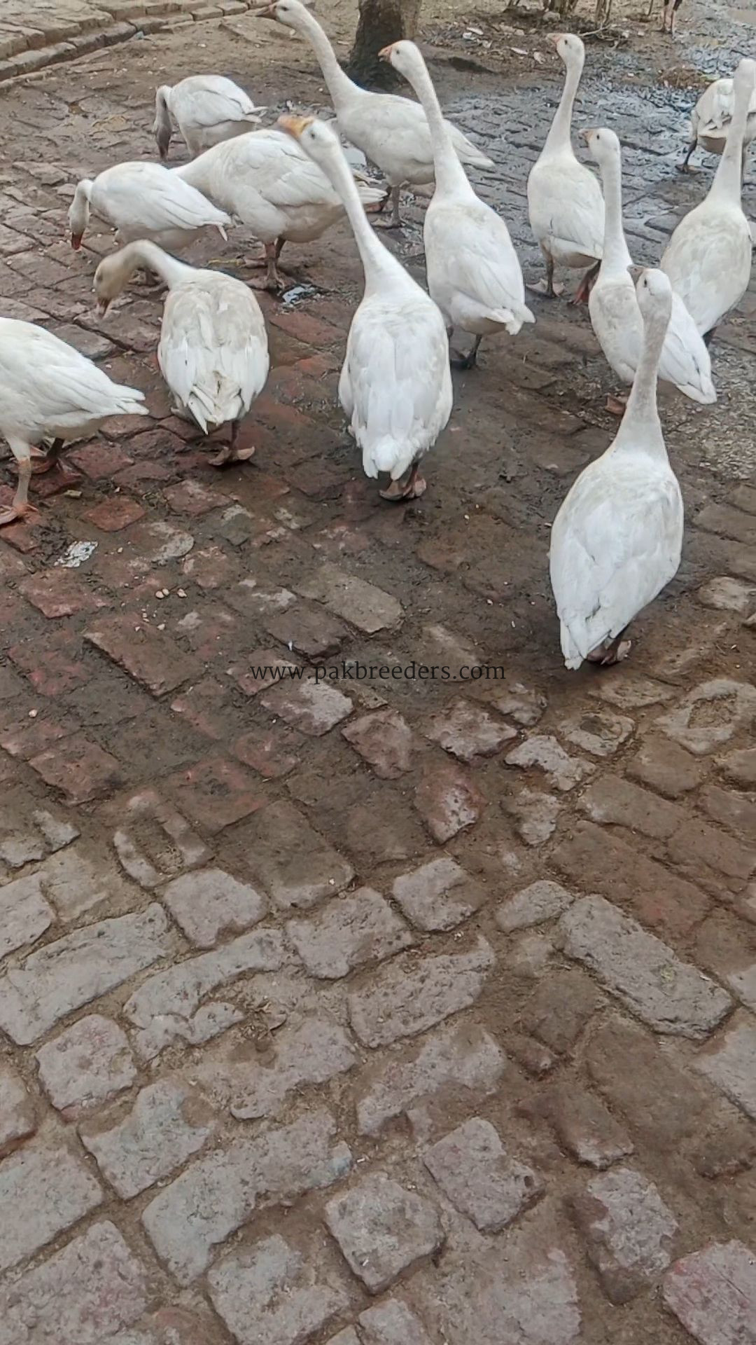 Big duck egg wali duck