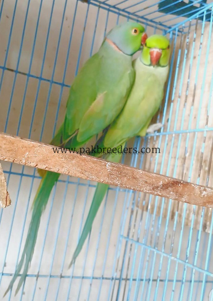 Breeder bird 🐦 expansion