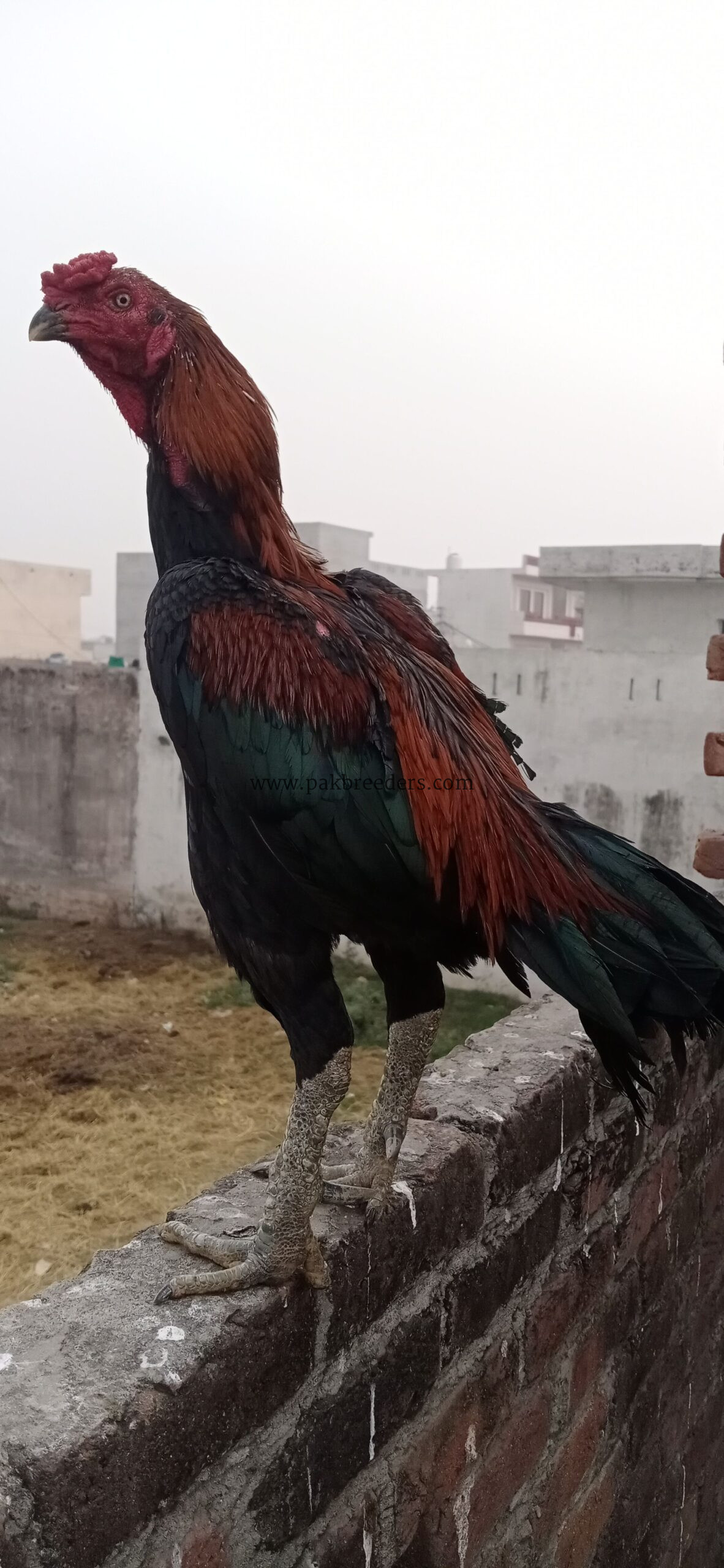 Burmi nasl ka Mel hai breeder hai bahut achcha hai