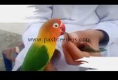 Love Bird Hand Tame 100% Friendly.