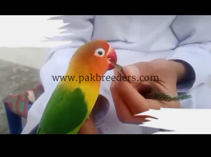 Love Bird Hand Tame 100% Friendly.
