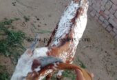 Makkhi China baridar