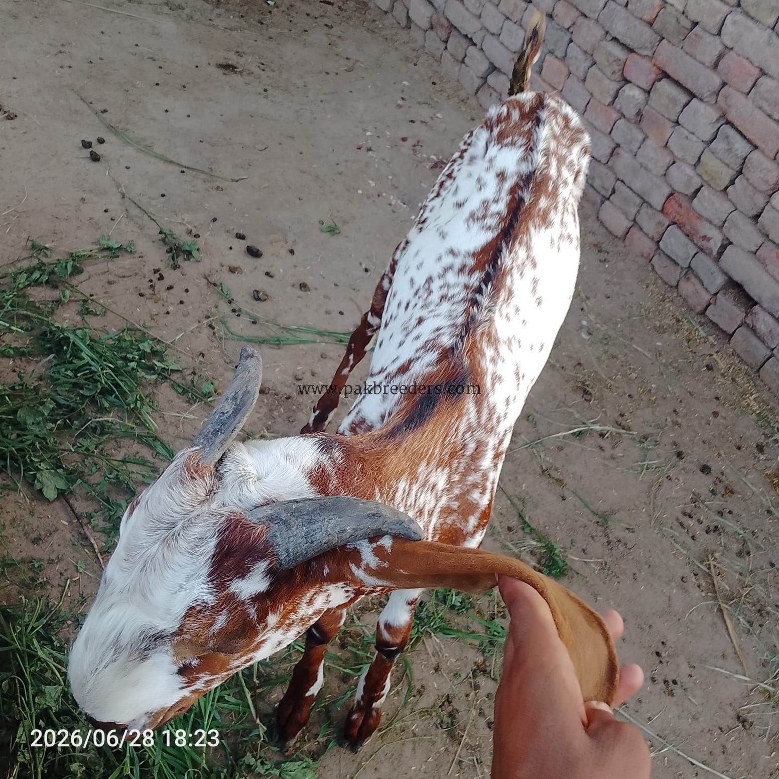 Makkhi China baridar