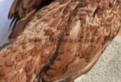 Aseel pathi full breeder female