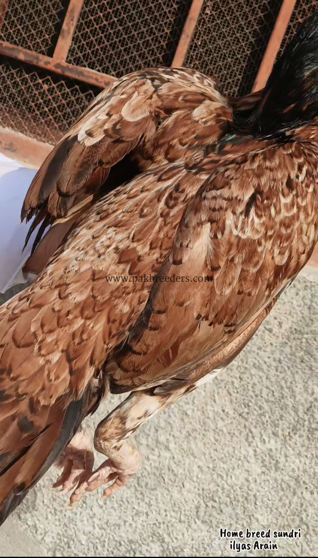 Aseel pathi full breeder female