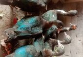 Muscovy ducks urgent sale 6 female 2 make