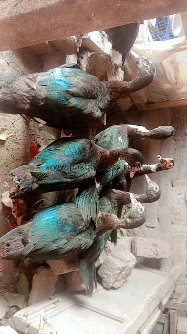 Muscovy ducks urgent sale 6 female 2 make