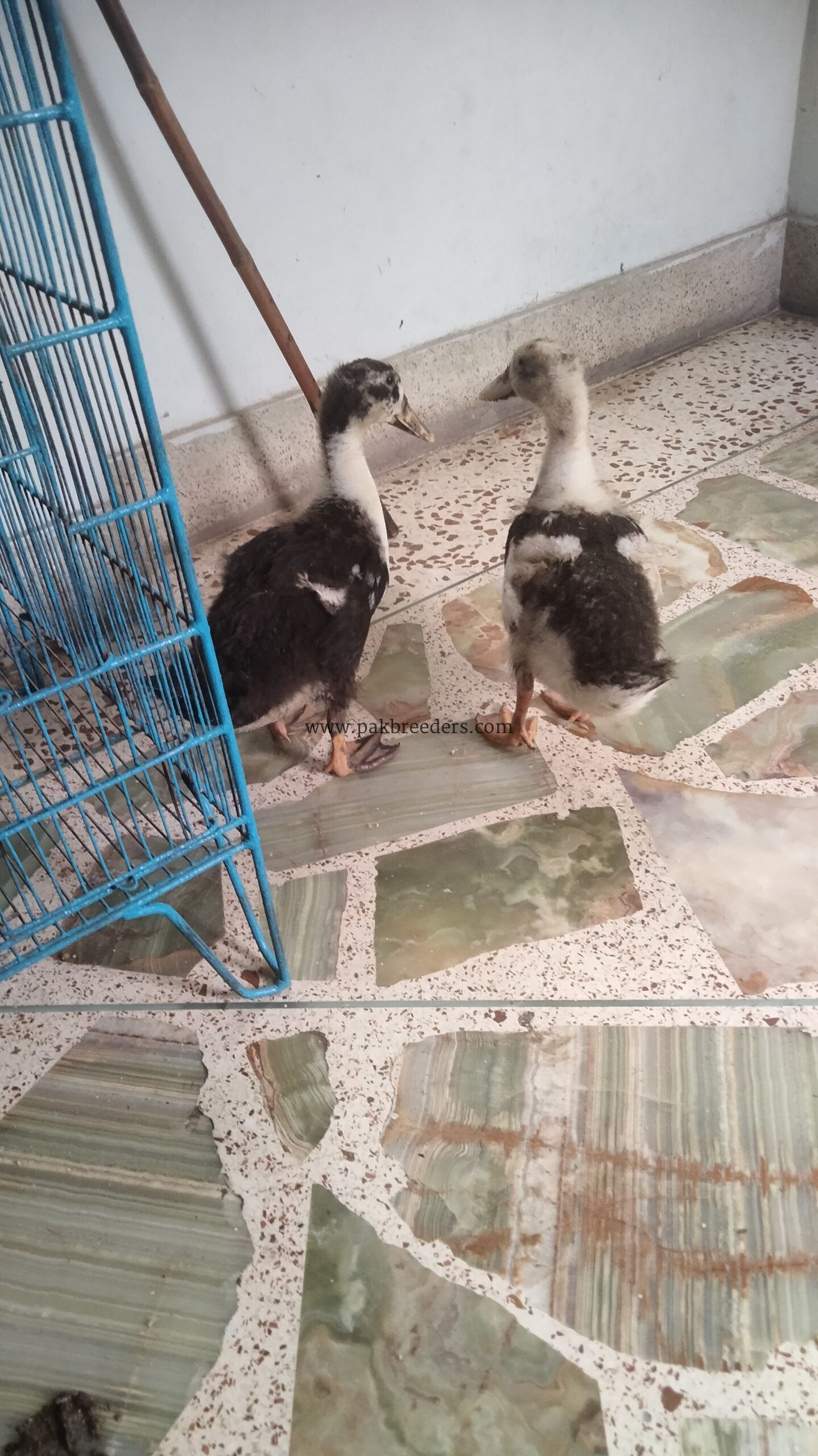 Muscovy duck pair home breed