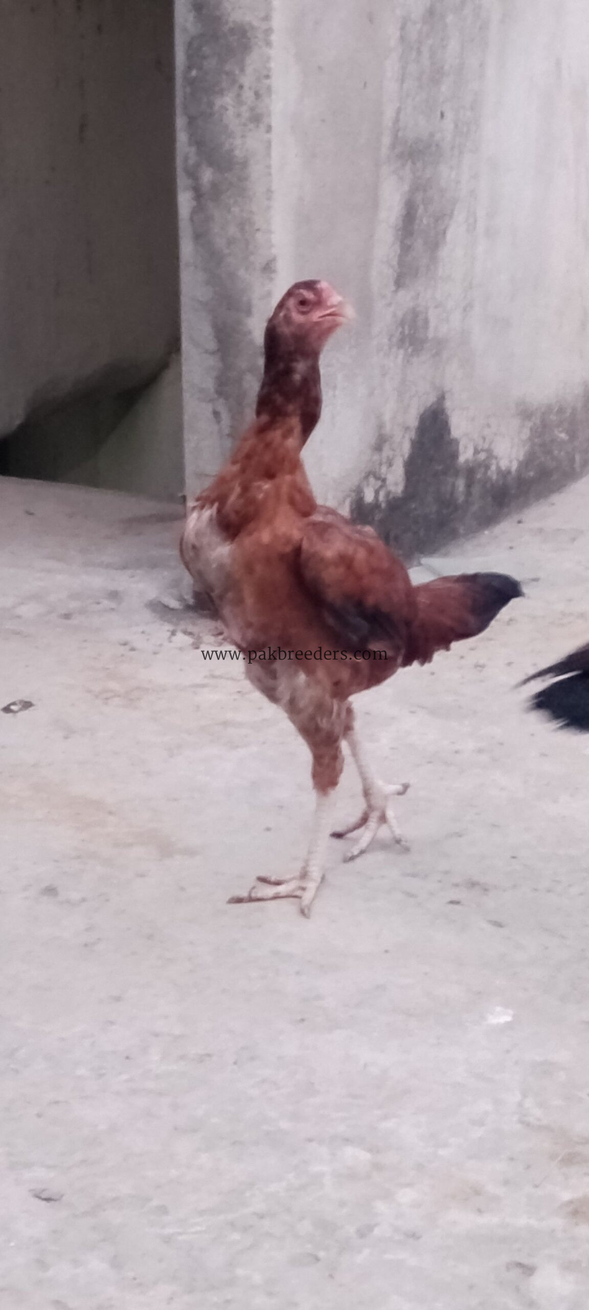 Aseel femail Pakistani breed