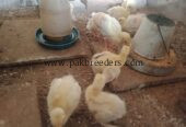 Peacock chicks for sale