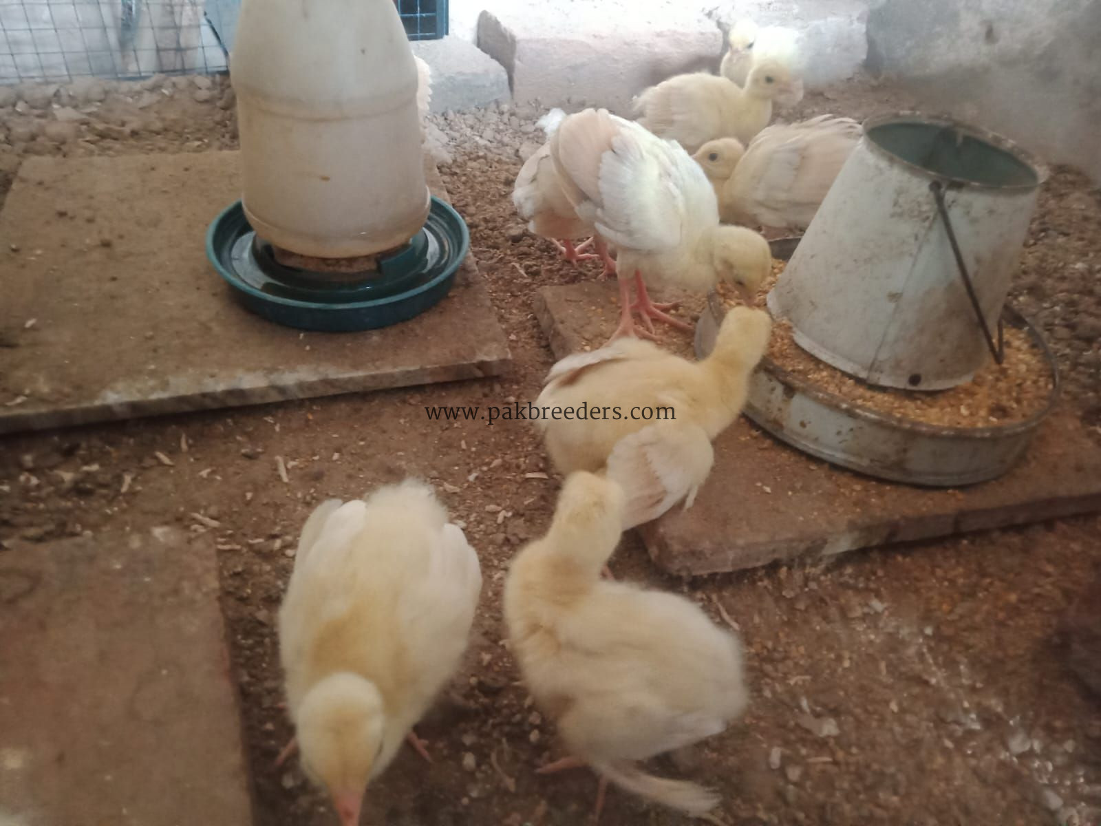 Peacock chicks for sale